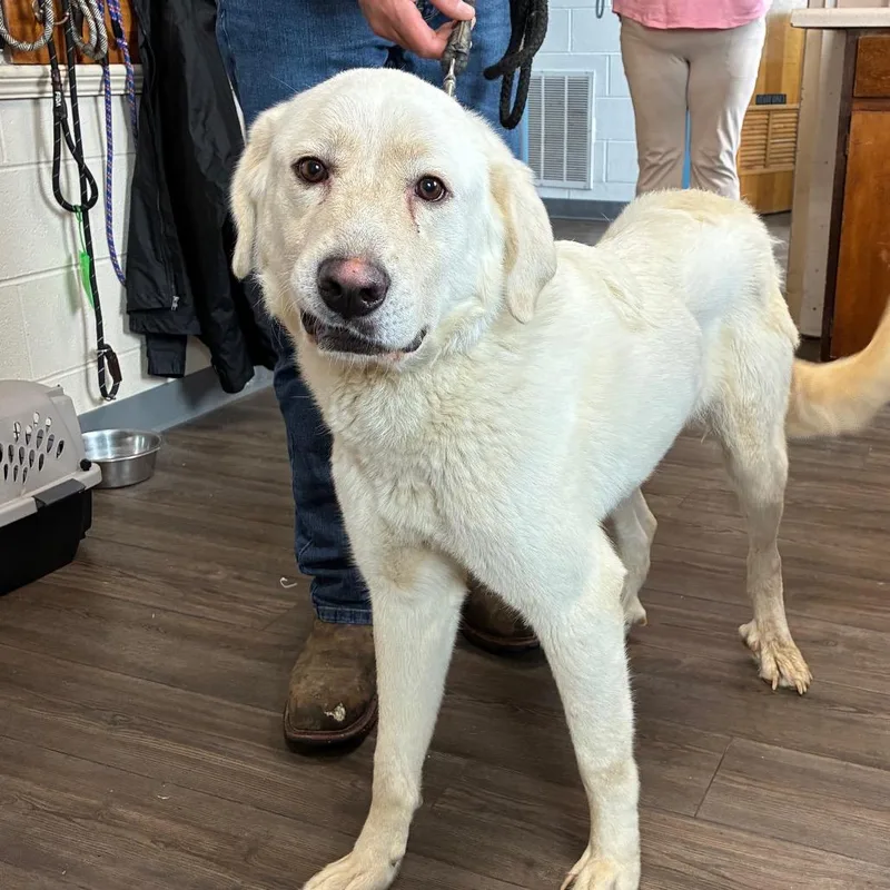 An adult large-sized female White / Cream Mixed Breed dog named Blondie for adoption in Danville, KY
