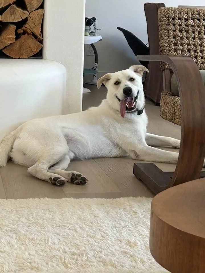 Os Chubby Bear thumbnail 2