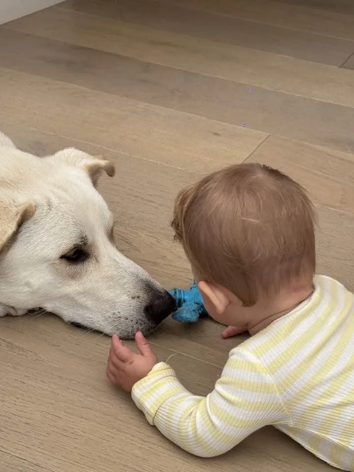 Os Chubby Bear thumbnail 3