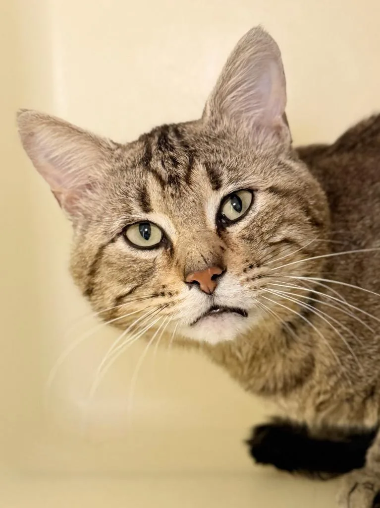 An adult medium-sized male Domestic Short Hair cat named Arthur for adoption in Menomonie, WI