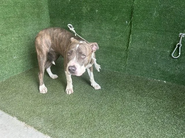 A young large-sized female Pit Bull Terrier dog named Irma for adoption in Lancaster, CA
