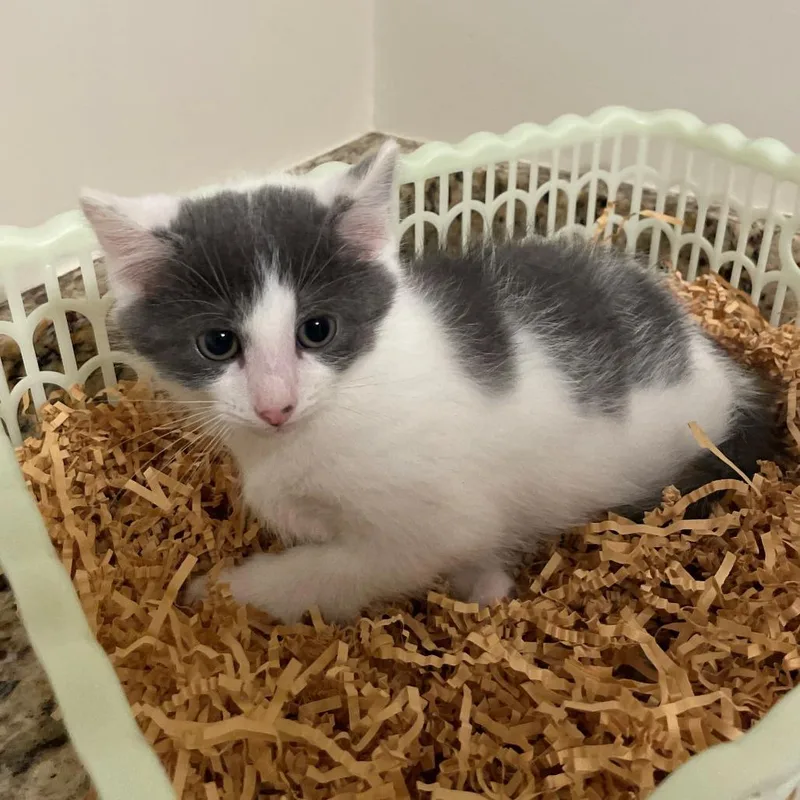 A baby small-sized male Gray / Blue / Silver Domestic Short Hair cat named Scotch for adoption in Pittsburgh, PA