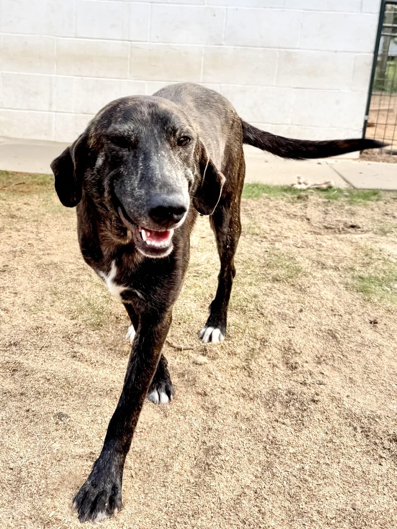 A young large-sized female Brindle Treeing Walker Coonhound dog named Reba Houston Tx for adoption in Alvin, TX