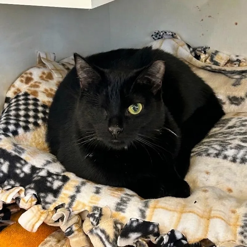 A young medium-sized female Black Domestic Short Hair cat named Kaleen for adoption in Wheeling, IL