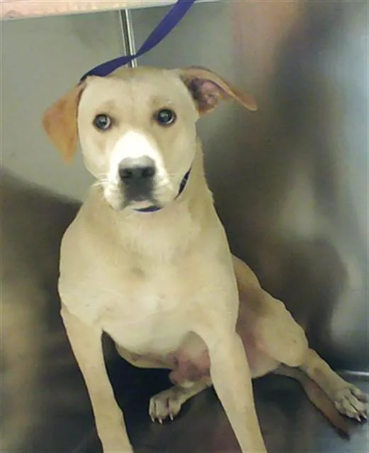 A young medium-sized male Labrador Retriever dog named Big Boy for adoption in Fayetteville, NC