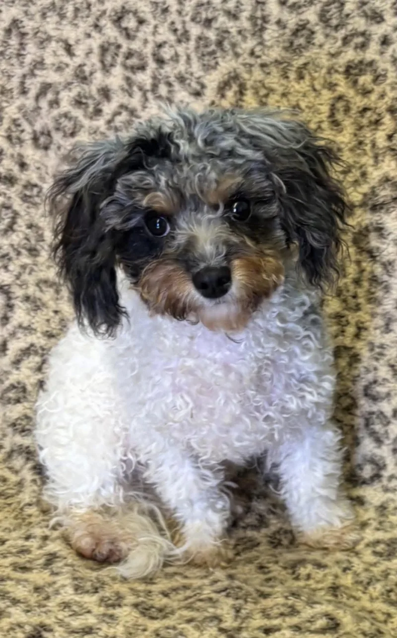 A baby small-sized male Cavapoo dog named Spencer for adoption in New Stanton, PA