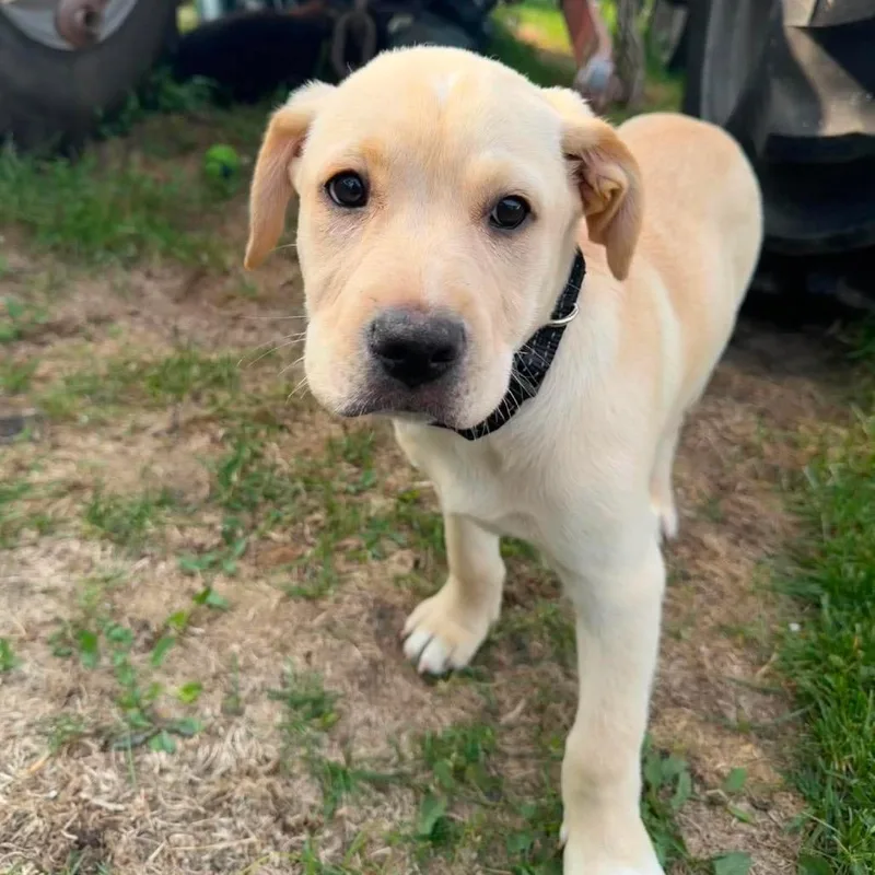A baby medium-sized male White / Cream Mixed Breed dog named Ritz for adoption in Plainfield, IL