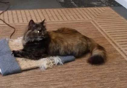 A young small-sized female Domestic Long Hair cat named Twix for adoption in Wilkesboro, NC