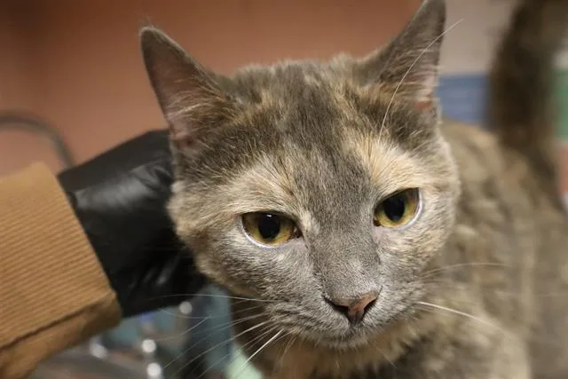 A young medium-sized female Domestic Short Hair cat named Bayla for adoption in Columbia, SC