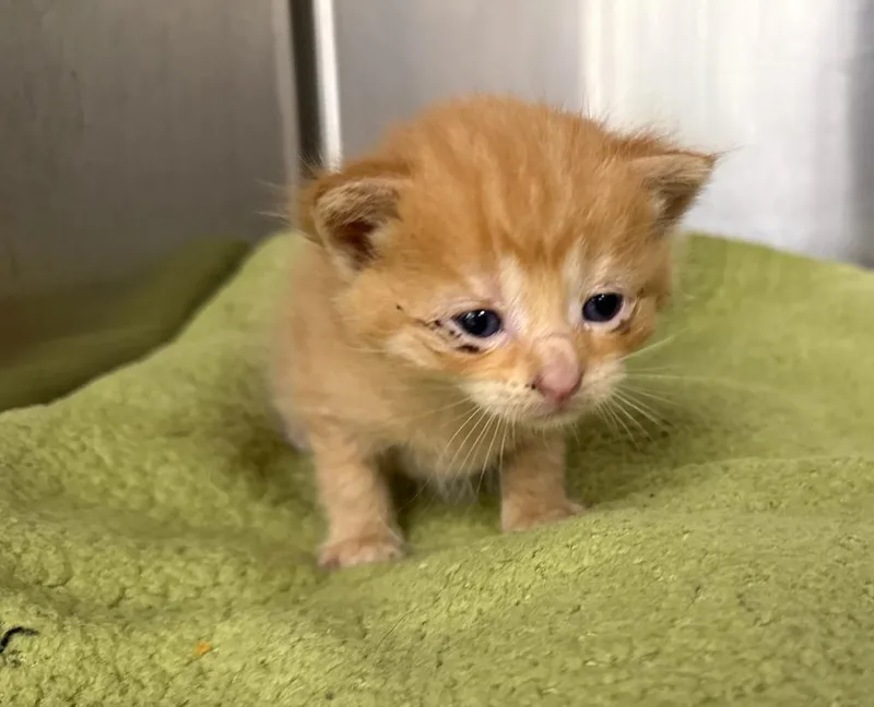A baby medium-sized male Domestic Short Hair cat named Michelangelo for adoption in La Porte, IN