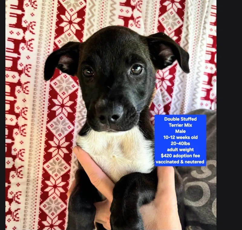 A baby medium-sized male Wirehaired Terrier dog named Double Stuffed for adoption in Oviedo, FL