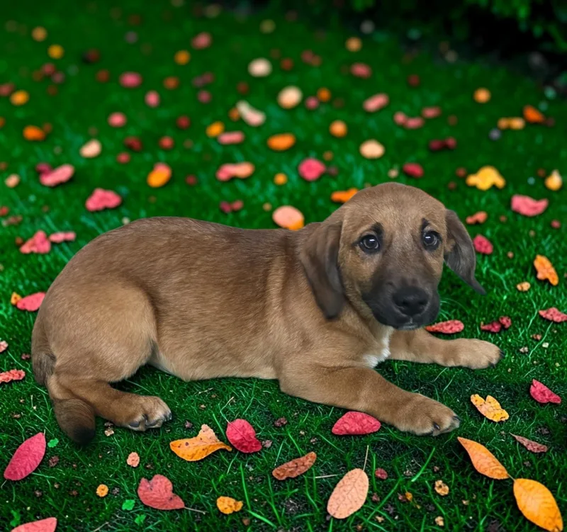 A young small-sized male Beagle dog named Buzz for adoption in Dallas, GA