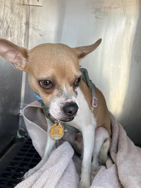 An adult medium-sized male Mixed Breed dog named Earl for adoption in Dallas, TX