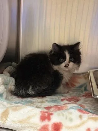 A baby small-sized female Domestic Long Hair cat named Carter for adoption in Lowell, MA
