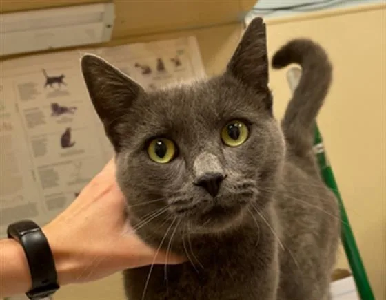 An adult medium-sized male Domestic Short Hair cat named Tinman for adoption in Clyde, NC