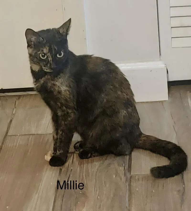 Millie thumbnail 2