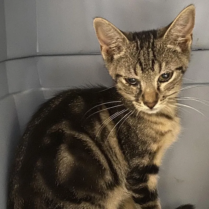 A baby small-sized female Brown / Chocolate Domestic Short Hair cat named Tabby for adoption in Norfolk, NE