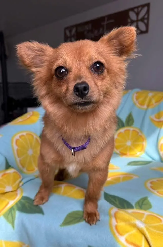 Rooster $ thumbnail 2