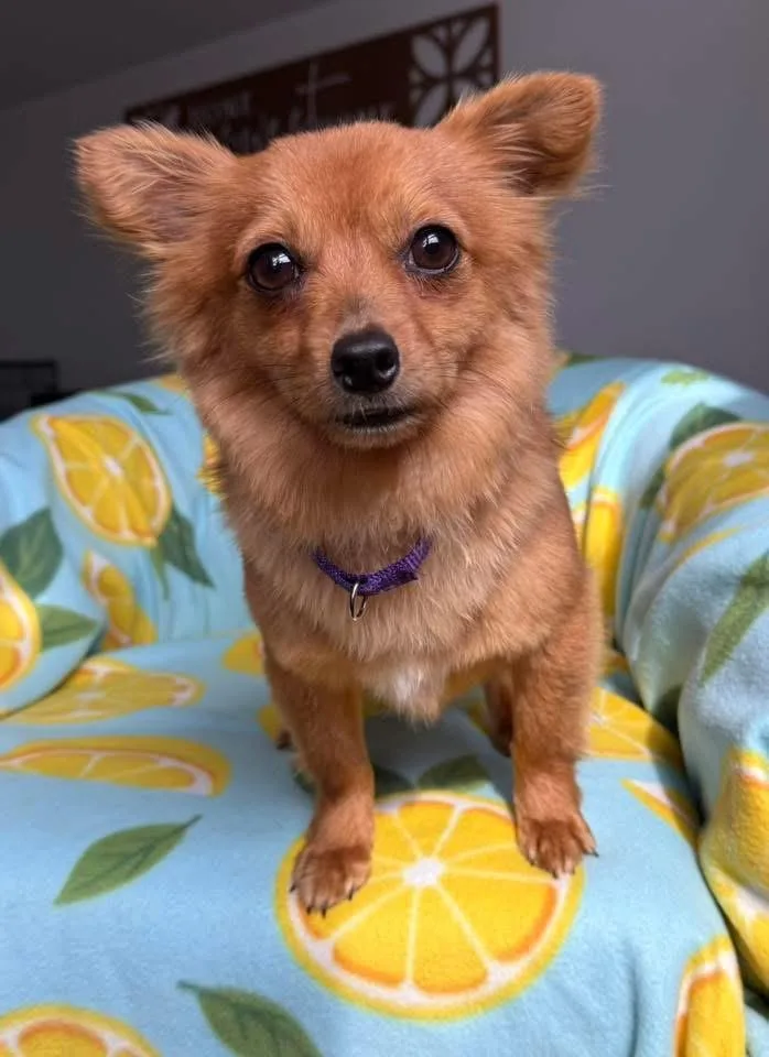 Rooster $ thumbnail 3