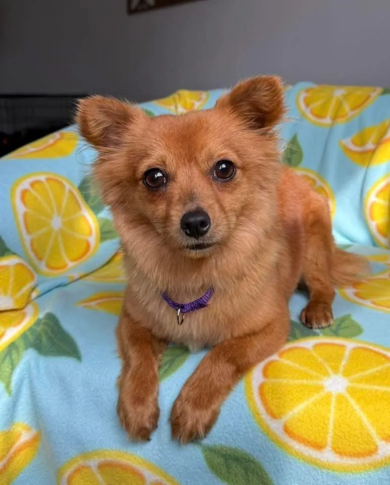 Rooster $ thumbnail 4