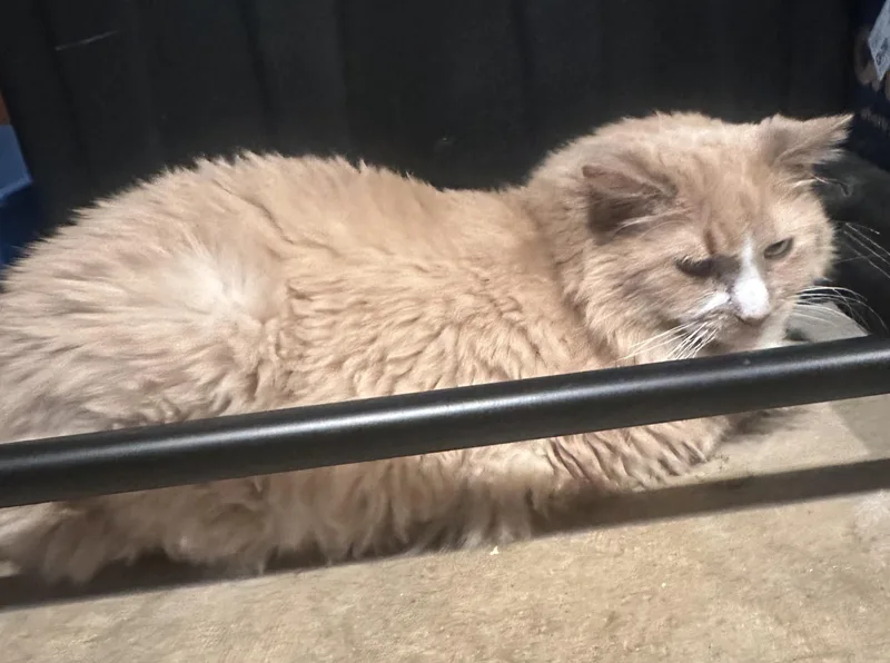 A senior medium-sized female Orange & White Domestic Long Hair cat named Aurelia for adoption in Lemoyne, PA