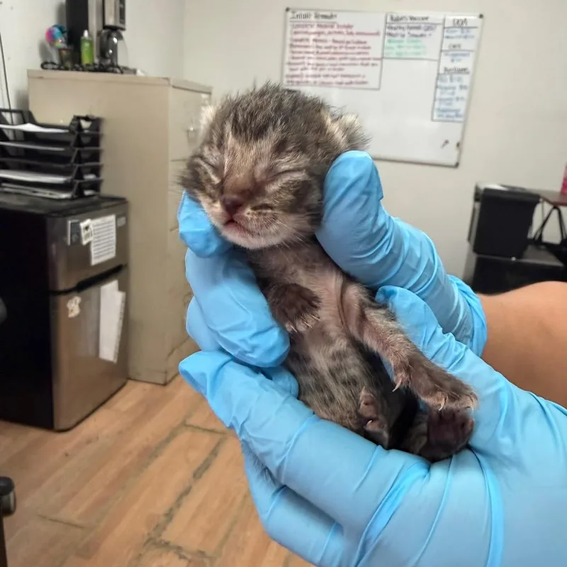 A baby small-sized male Brown / Chocolate Domestic Short Hair cat named Swiper for adoption in Edinburg, TX
