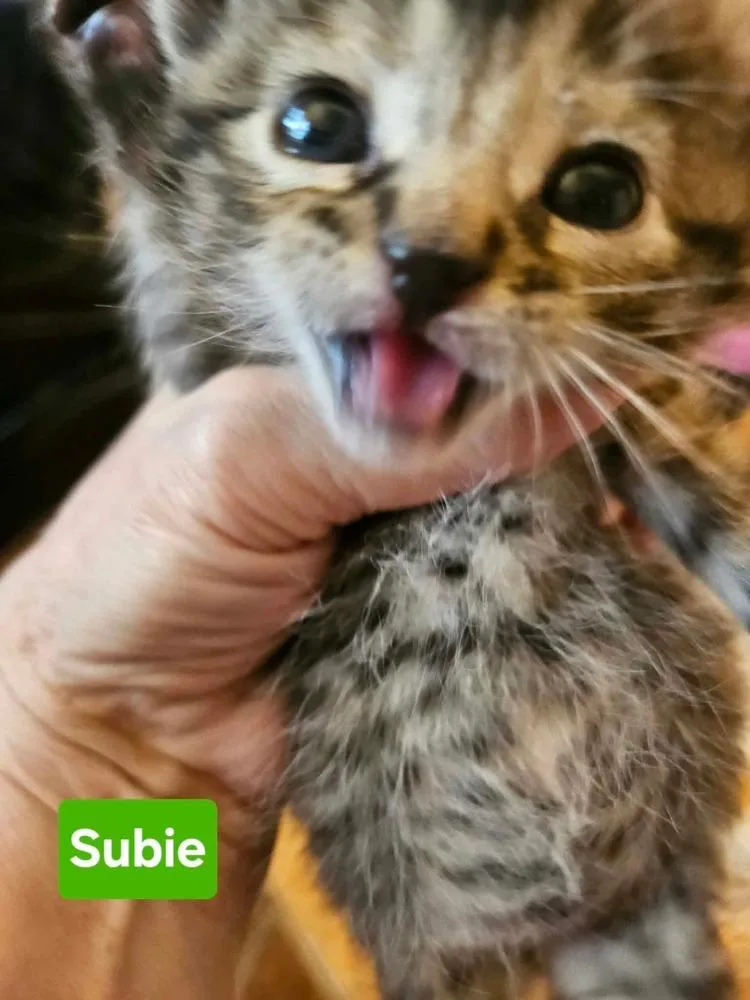 A baby small-sized female Brown / Chocolate Domestic Short Hair cat named Subie for adoption in Poplar Grove, IL