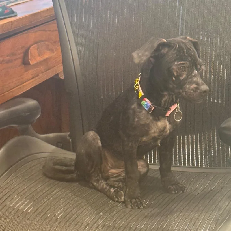 A young small-sized female Black Chihuahua dog named Scarlet for adoption in San Antonio, TX