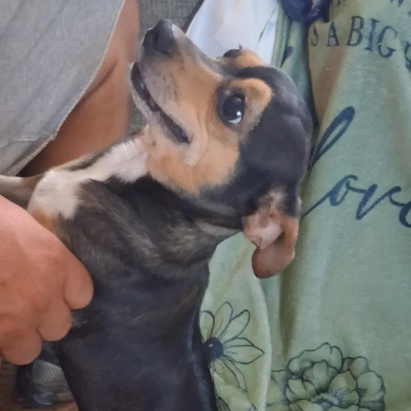 An adult small-sized female Chihuahua dog named River for adoption in Lenoir, NC