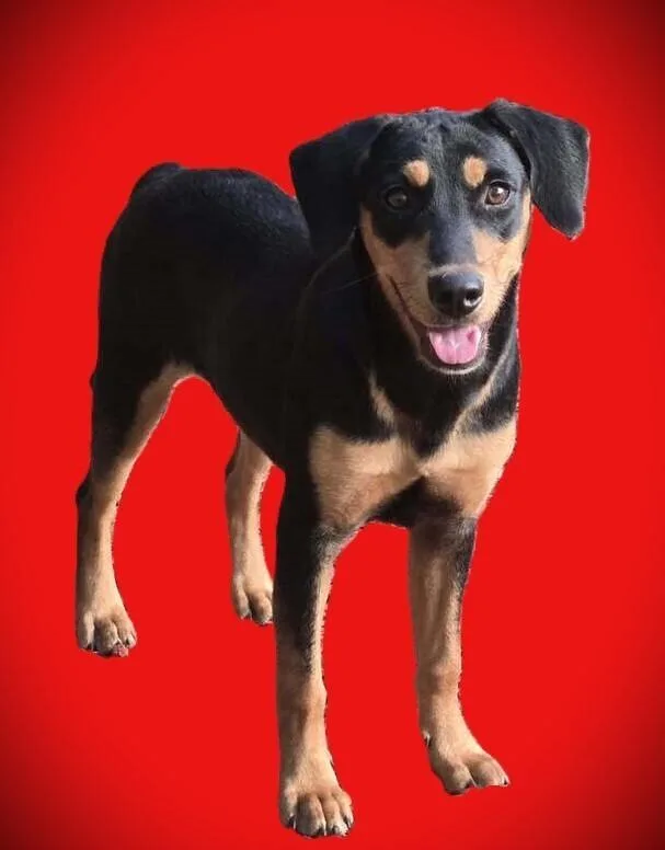 A baby large-sized female Brown / Chocolate Mixed Breed dog named Rose for adoption in Acworth, GA
