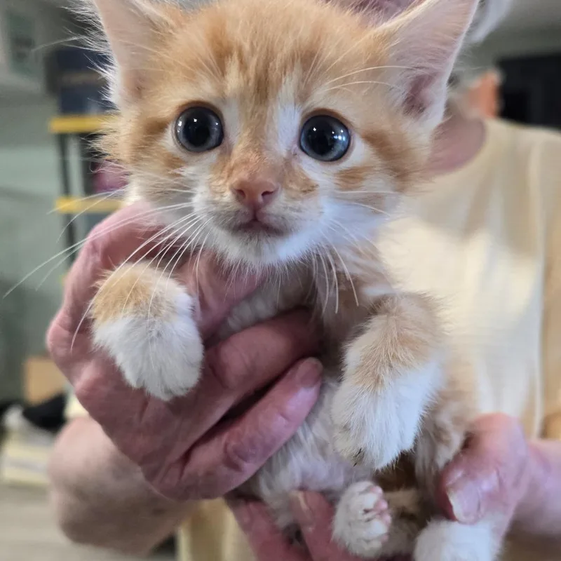 Caramel