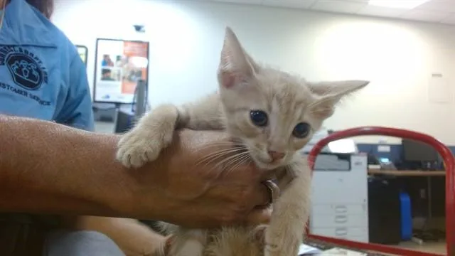 A baby small-sized male Domestic Short Hair cat named Finn for adoption in Miami, FL