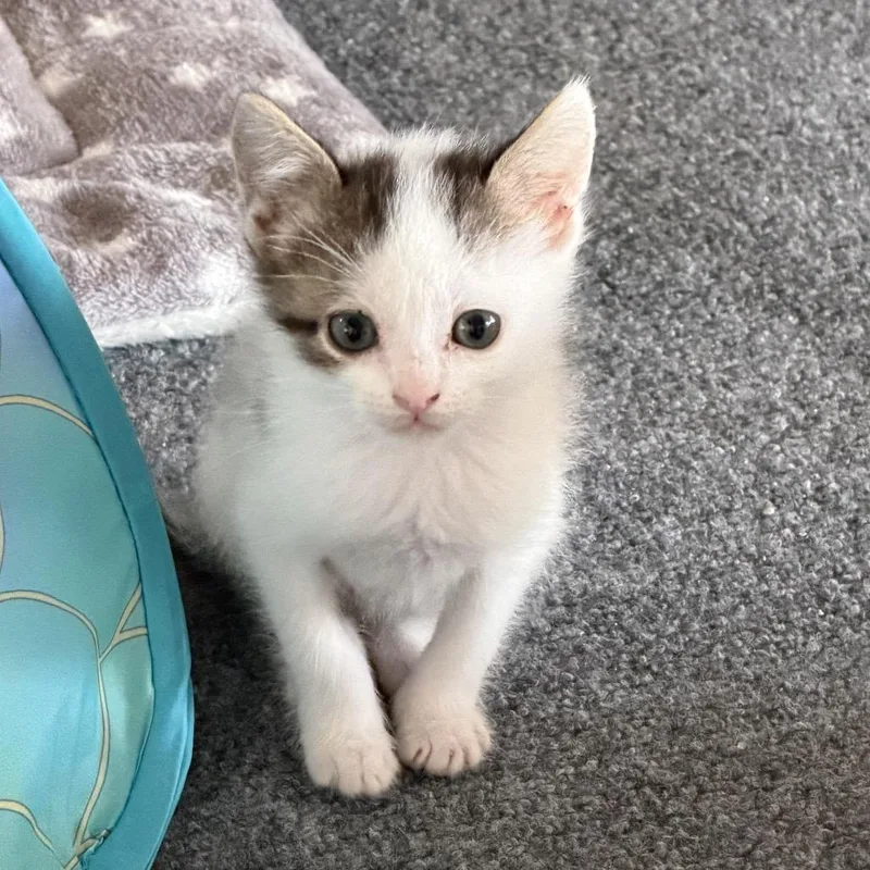 A baby small-sized male Brown / Chocolate Domestic Short Hair cat named Canoe O'Brien for adoption in Eagle Mountain, UT