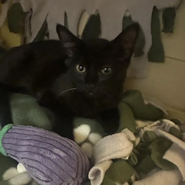 A baby small-sized female Domestic Short Hair cat named Sheen Green for adoption in Walnut Creek, CA