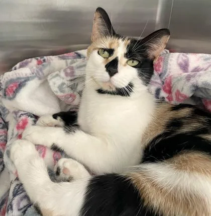 A young medium-sized female Calico Domestic Short Hair cat named Bambi for adoption in Tinley Park, IL
