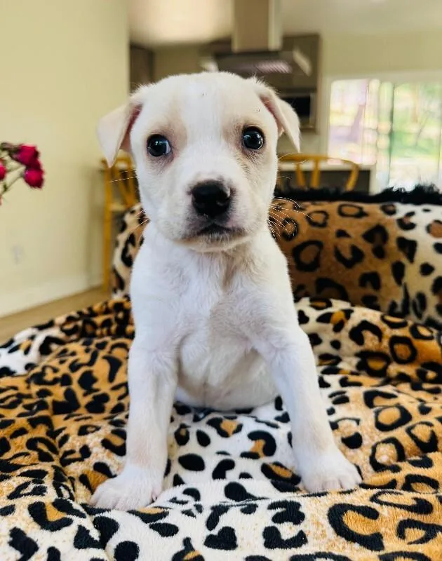 A young small-sized male White / Cream Chihuahua dog named Finch for adoption in Valley Village, CA