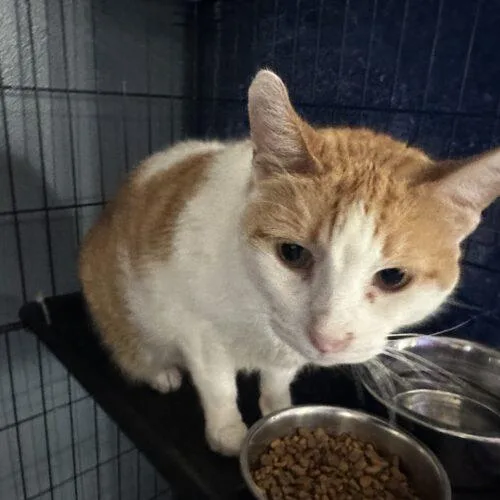 An adult medium-sized female Domestic Short Hair cat named Hitchhiker for adoption in Tipp City, OH