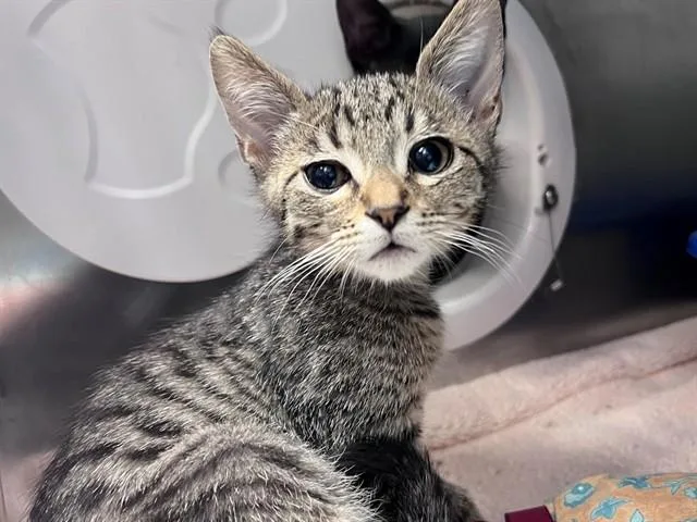 A baby small-sized male Domestic Short Hair cat named Aang for adoption in Palo Alto, CA