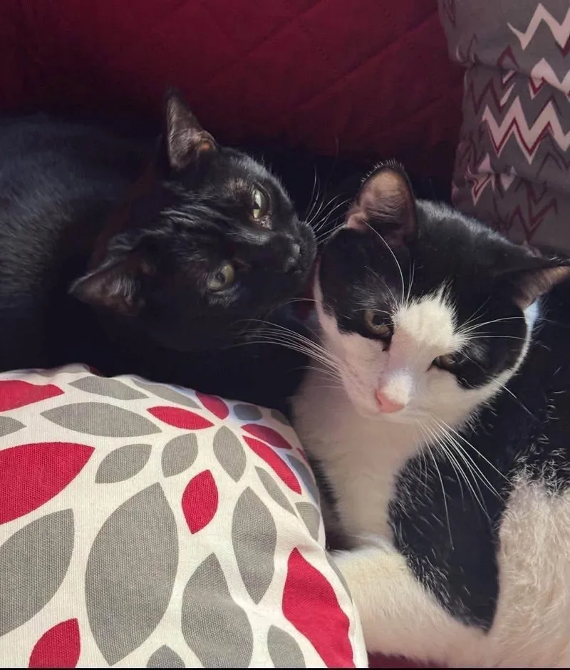 An adult medium-sized male Black & White / Tuxedo Domestic Short Hair cat named Jax & Venus for adoption in Staten Island, NY