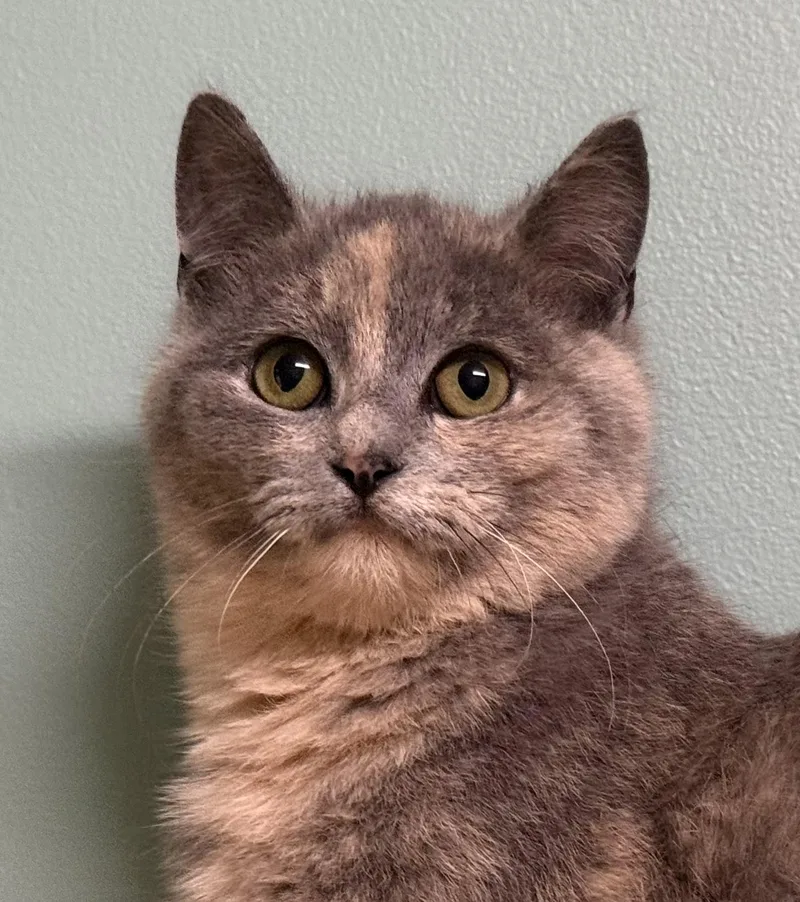 A young small-sized female Dilute Tortoiseshell Domestic Short Hair cat named Dusk for adoption in Amery, WI