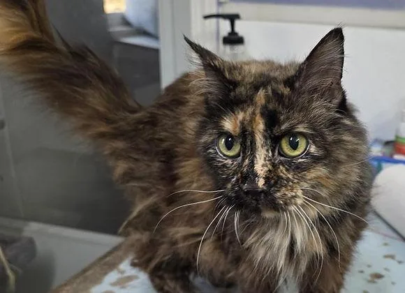 An adult medium-sized female Tortoiseshell cat named Puddy for adoption in Knoxville, IA
