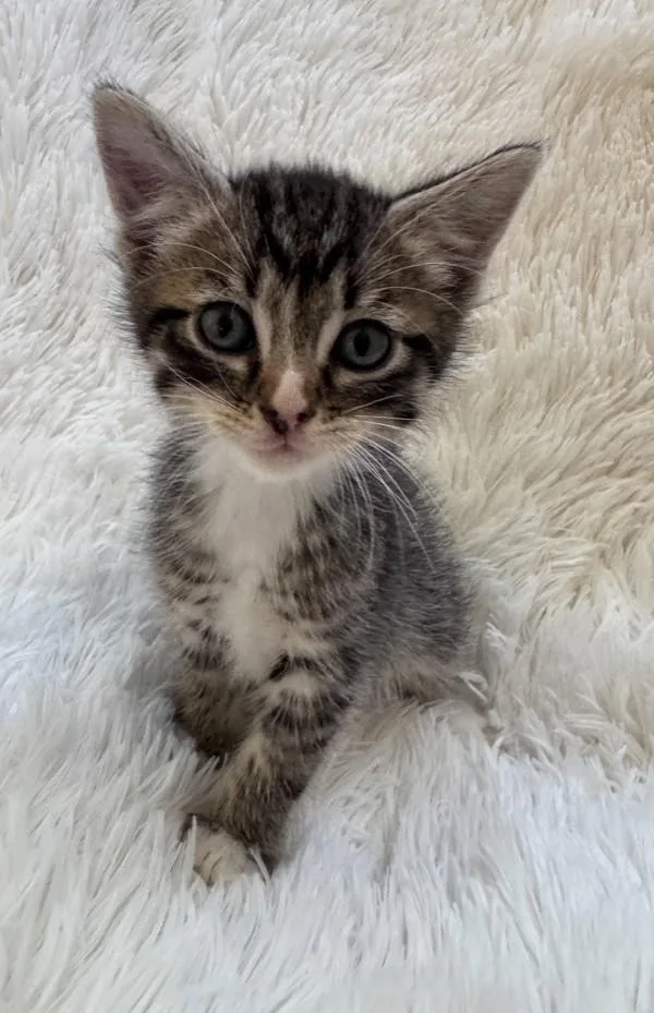 A baby medium-sized male Domestic Short Hair cat named Cricket for adoption in Salt Lake City, UT