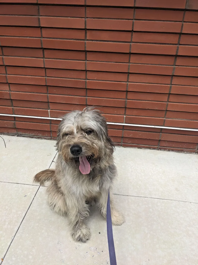 An adult medium-sized male Old English Sheepdog dog named Leo for adoption in Brooklyn, NY