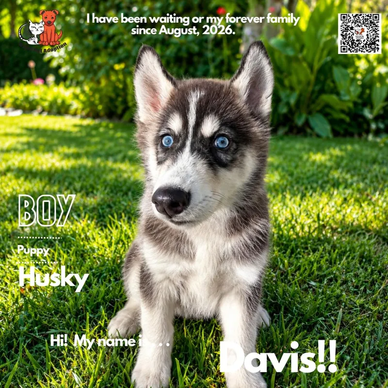 A baby small-sized male Husky dog named Davis for adoption in Westminster, CA