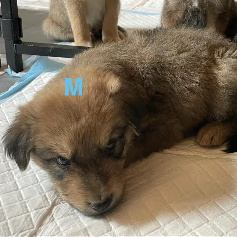 A baby medium-sized male Apricot / Beige Shepherd dog named Picasso for adoption in Tacoma, WA