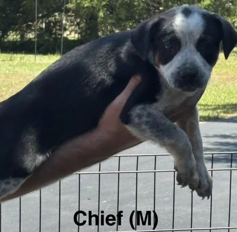 Chief