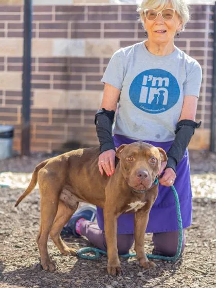 An adult large-sized male Mixed Breed dog named Detective Landslide for adoption in Chamblee, GA