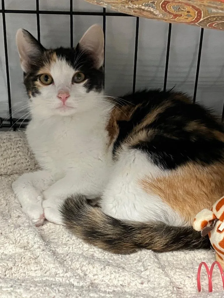 A baby small-sized female Domestic Short Hair cat named Chassis for adoption in Lunenburg, MA