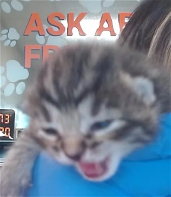 A baby small-sized male Domestic Short Hair cat named Clover for adoption in Louisville, KY