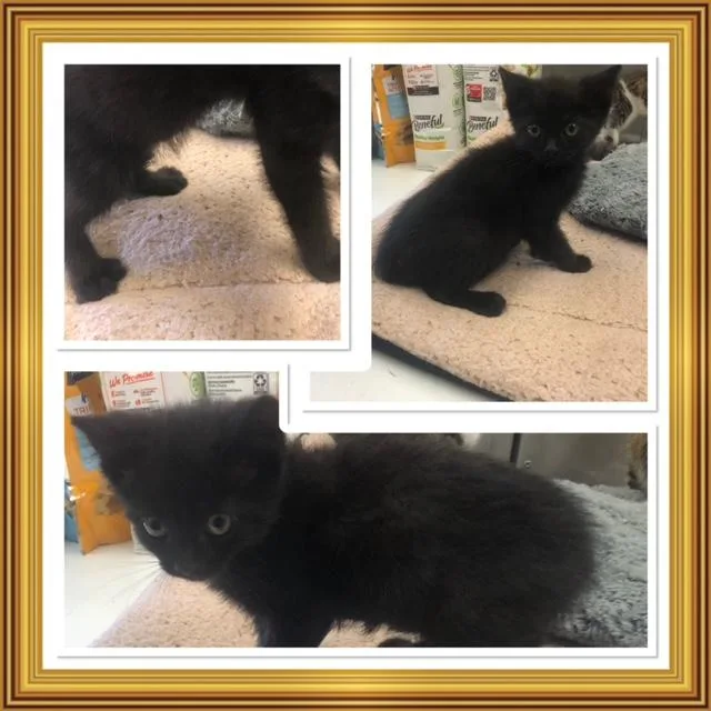 A baby small-sized male Black Domestic Short Hair cat named Coal for adoption in Buckhannon, WV